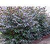 maxima purpurea