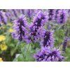 34575 Agastache Blue Fortune Agastache Blue Fortune
