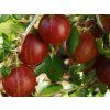35211 ribes uva crispa spinefree