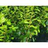 Prunus laurocerasus Novita (2)