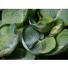 36168 bohyska abiqua drinking gourd hosta abiqua drinking gourd