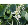 702 8836 Hosta Abiqua Drinking Gourd 2 skaliert