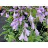 36186 bohyska blue cadet hosta blue cadet