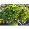 pinus uncinata bochnik (2)
