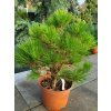 Pinus nigra Brepo (4)