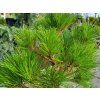 Pinus nigra Brepo (3)