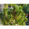 Pinus nigra 'Comet' (3)