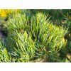 Pinus parviflora 'Negishi' (3)