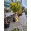 Pinus mugo 'Carsten's Wintergold' (3)
