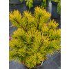 Pinus mugo 'Carsten's Wintergold' (4)