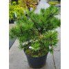 Pinus mugo 'Humpy' (2)