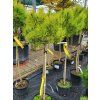 Pinus mugo 'Ophir' (1)