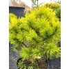 Pinus mugo 'Wintergold' (2)
