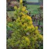 36744 3 borovice lesni aurea