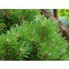 36765 2 borovice lesni globosa viridis