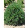 36765 3 borovice lesni globosa viridis