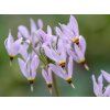 shooting star plant care and growing guide 4683929 hero 8fa64bf35c024a848aad00e025e5d8ce