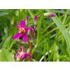 Dodecatheon Rote Farbe (2)