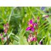 Dodecatheon Rote Farbe (1)