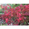 red cascade