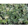 Euonymus fortunei Harlequin Spindelstrauch 1