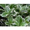 euonymus japonicus kathy s