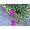 Kosmatec cooperi - Delosperma cooperi (Balení kontejner p9)