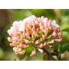 Viburnum Anne Russel