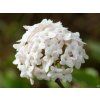 Viburnum carcephalum (1)