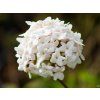 Viburnum carcephalum (2)