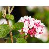 Viburnum Aurora (2)