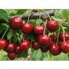 Prunus avium 'Kasandra'
