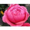 marie 5