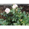 Rose 'Giardina®' (Sonderverpackung)