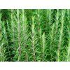 Rosmarin (Rosmarinus officinalis)