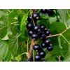 blackbells