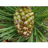 pinus uncinata