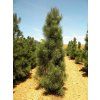 Pinus nigra fas