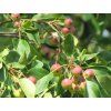 fructopurpurea2