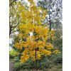 Carya ovata