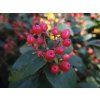 116974 1 trezalka nevonna red berry