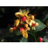 116974 2 trezalka nevonna red berry