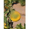 Zitrone 2