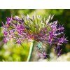 Allium christophii (2)