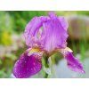 Kosatec německý 'Imperator' - Iris germanica 'Imperator' (Balení kontejner C2)