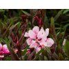 Gaura Gaudi Pink