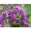 Limonium Salt Lake