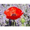 Papaver orientale 'Pizzicato'