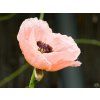 Papaver Pink Perfection (2)