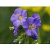 Polemonium Bambino Blue (1)